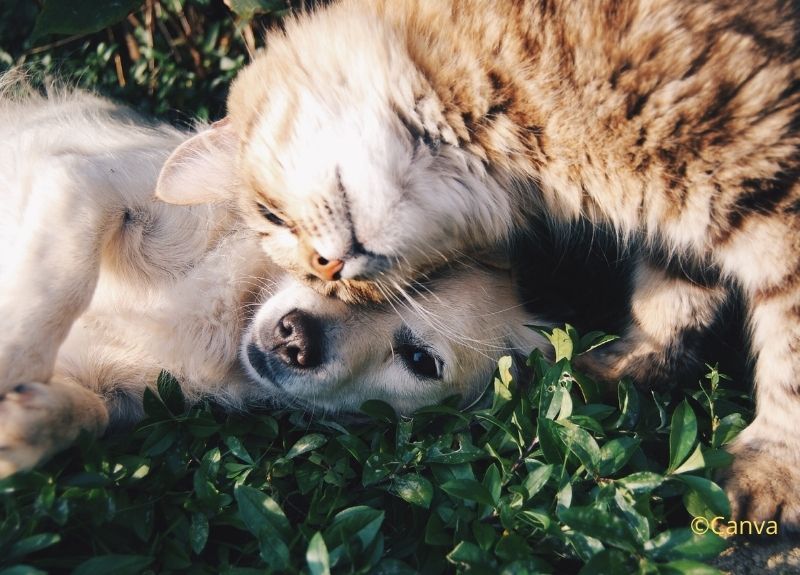 Un chien et un chat qui jouent ensemble sur l'herbe