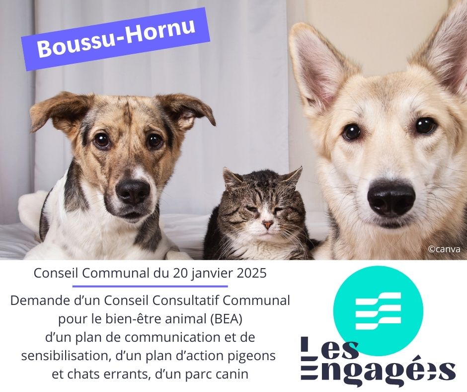 Point sur le bien-être animal : Conseil Communal du 20 janvier 2025